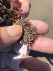 Corallina officinalis