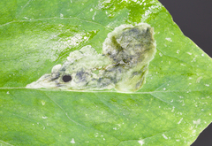 Parallelomma vittatum