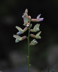 Astragalus flexuosus