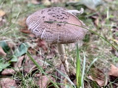 Amanita rhacopus
