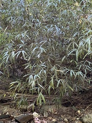 Bambusoideae