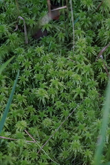 Sphagnum recurvum