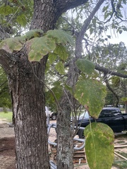 Catalpa bignonioides