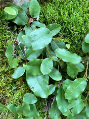 Epigaea repens