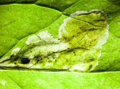 Parallelomma vittatum