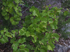 Vitis arizonica