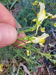 Linaria vulgaris