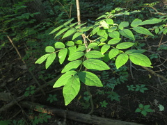 Zanthoxylum americanum