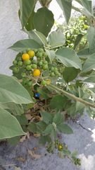 Solanum erianthum