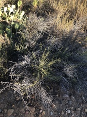 Adolphia californica