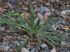 Oenothera cespitosa