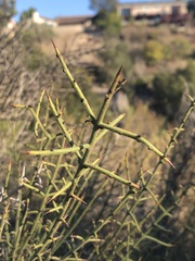 Adolphia californica