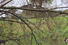 Todiramphus sanctus vagans