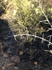 Adolphia californica