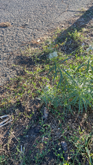 Asclepias fascicularis
