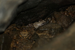 Eleutherodactylus campi