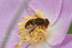 Parhelophilus obsoletus