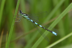 Coenagrion resolutum