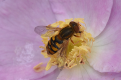 Parhelophilus obsoletus