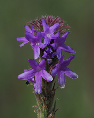 Verbena macdougalii