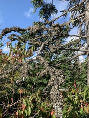 Alectoria sarmentosa