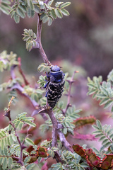 Lampetis dilaticollis