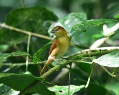 Pachyramphus cinnamomeus