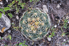 Coryphantha radians