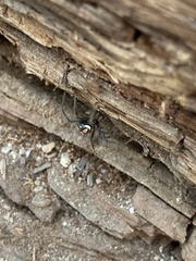 Latrodectus hesperus