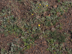 Potentilla hippiana