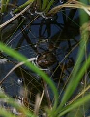 Lithobates grylio