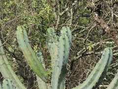 Myrtillocactus geometrizans