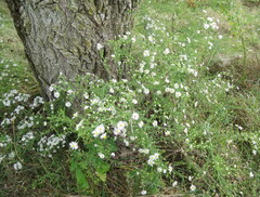 Symphyotrichum pilosum