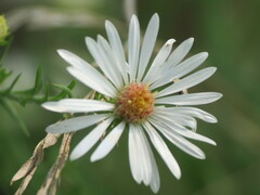 Symphyotrichum pilosum