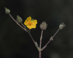 Potentilla hippiana