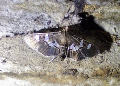 Desmia