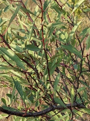 Prunus pumila