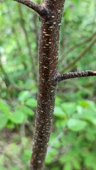 Betula occidentalis