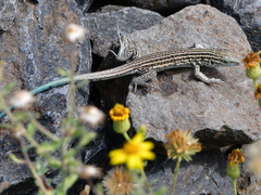 Aspidoscelis neomexicanus