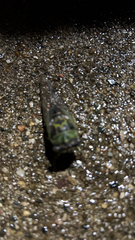 Neotibicen pruinosus