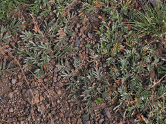 Potentilla hippiana
