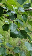 Betula occidentalis