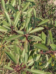 Prunus pumila