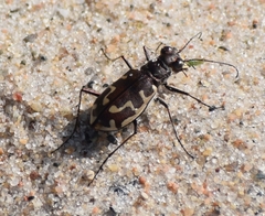 Cicindela hirticollis