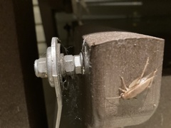 Anaxipha exigua