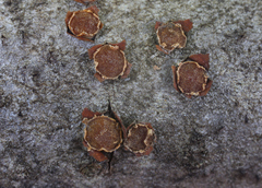 Pezicula ocellata