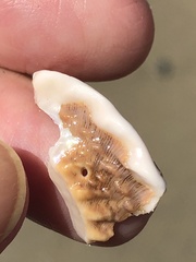 Megastraea undosa