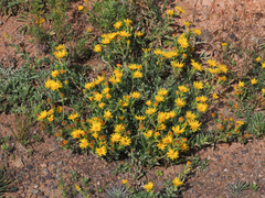 Heterotheca nitidula