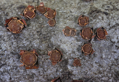 Pezicula ocellata