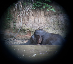 Elephas maximus borneensis